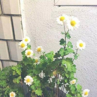 九龙仙凡传手游下载